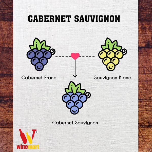 Cabernet Sauvignon được thụ phấn giữa một giống nho đỏ và một giống nho trắng