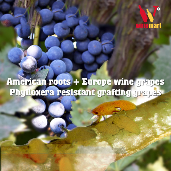 Các giống nho Mỹ đã cứu thế giới rượu vang