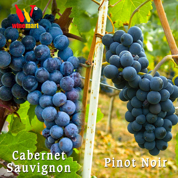 Cabernet Sauvignon chứa nhiều tannin hơn Pinot Noir
