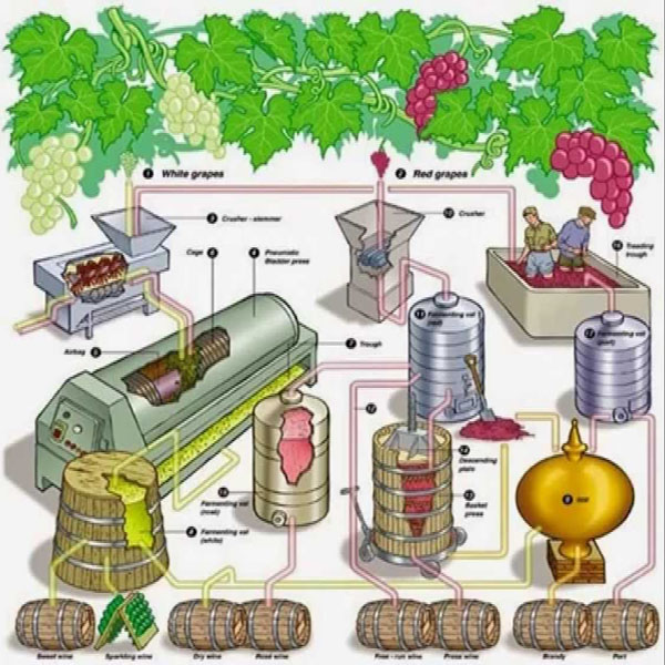 Quy trình sản xuất rượu vang