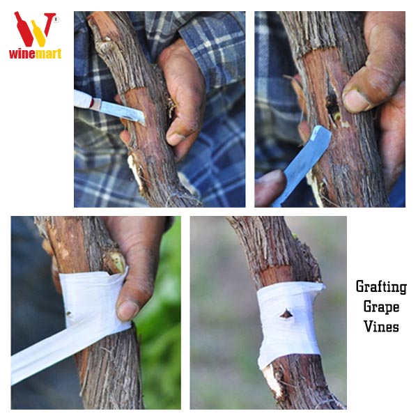 Cấy ghép vitis vinifera (dây nho Châu Âu) vào rễ cây nho địa phương Mỹ