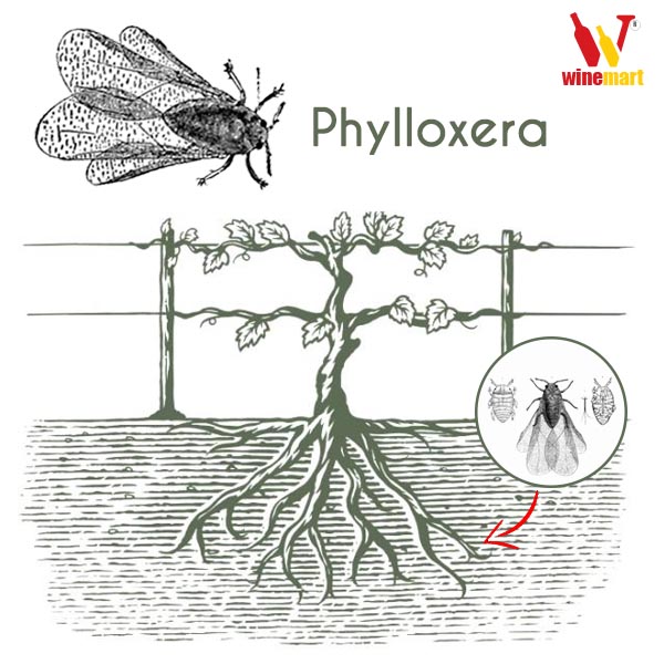 Phylloxera sống và ăn trụi rễ cây nho