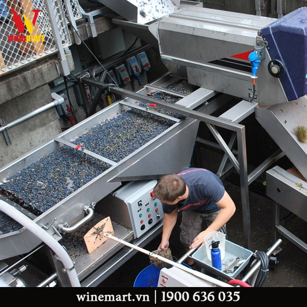 một thế hệ các nhà sản xuất rượu vang mới đã âm thầm bắt đầu chế tạo các loại rượu vang với chất lượng hảo hạng